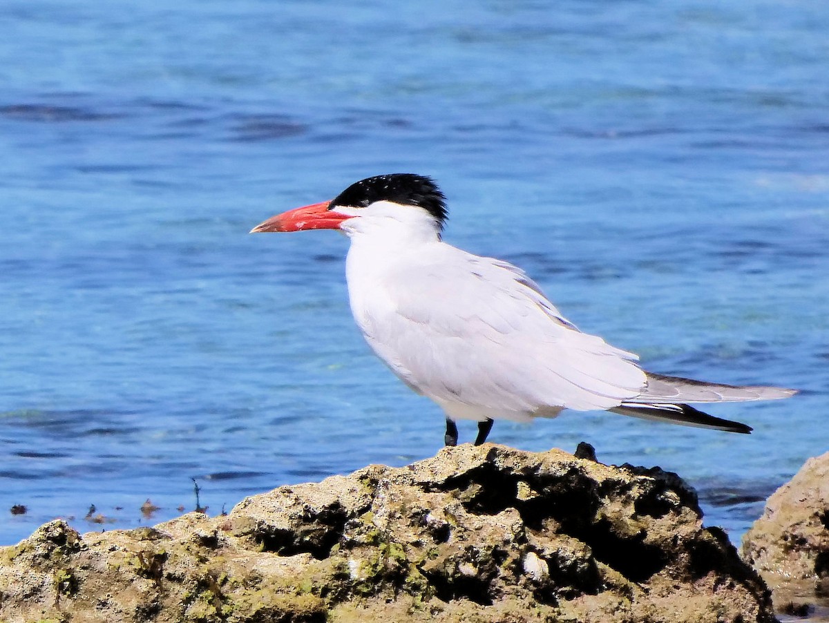 Caspian Tern - ML646436452