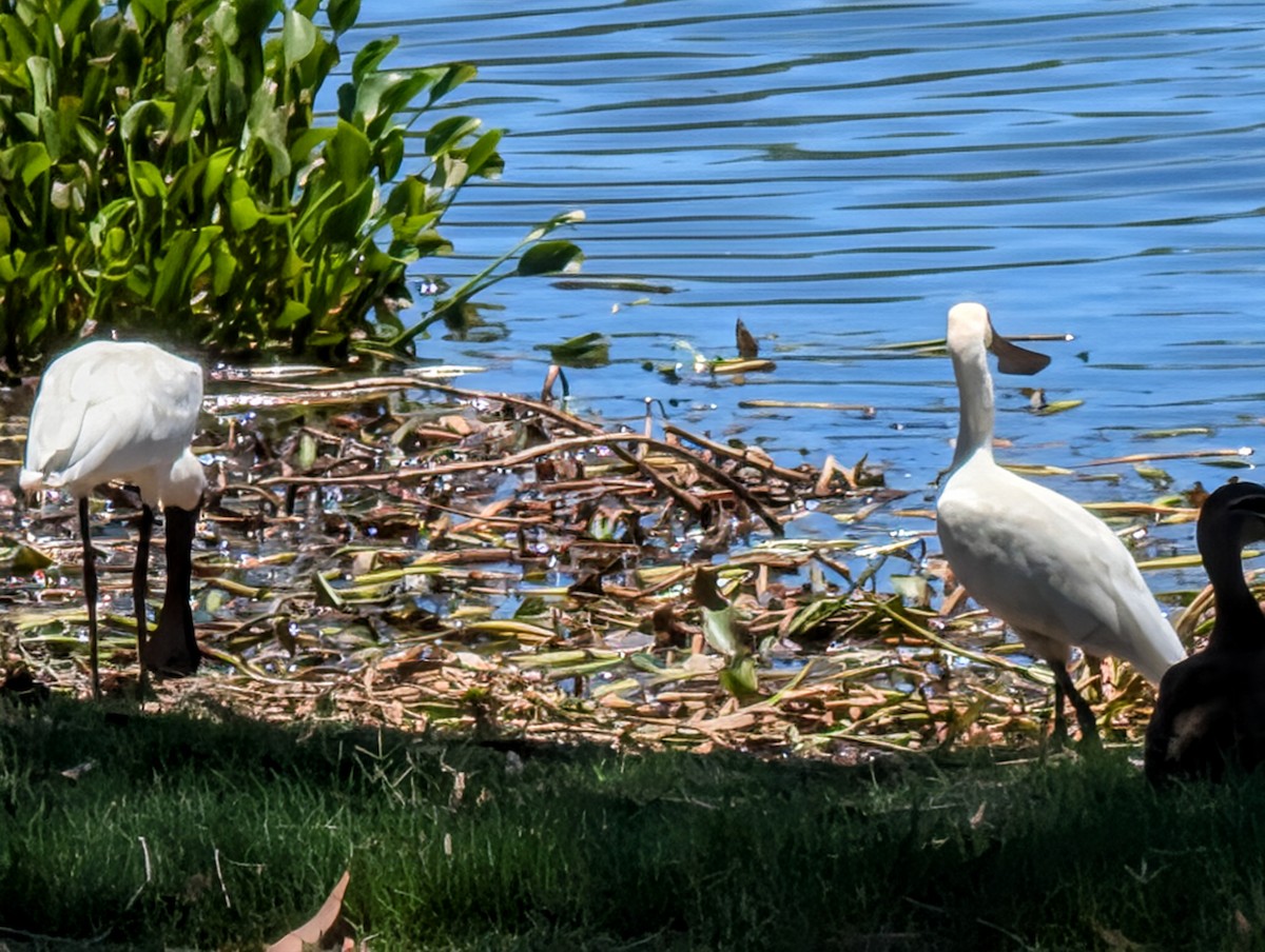 kongeskjestork - ML646436454