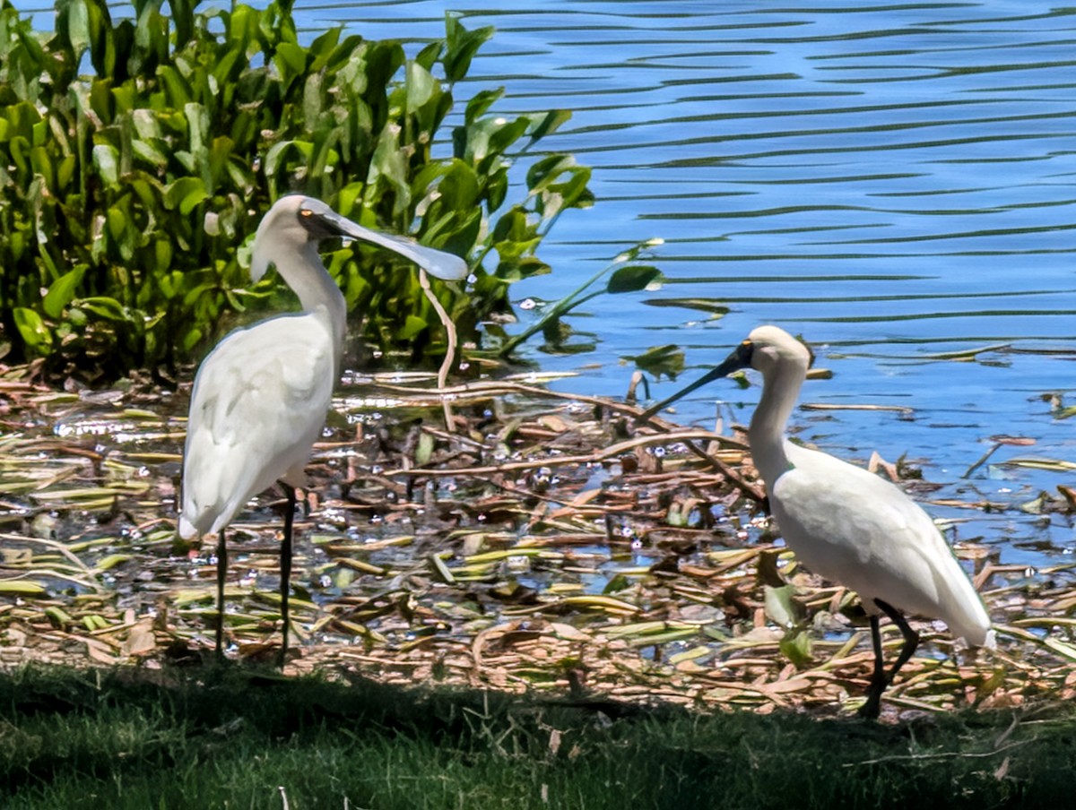 kongeskjestork - ML646436455