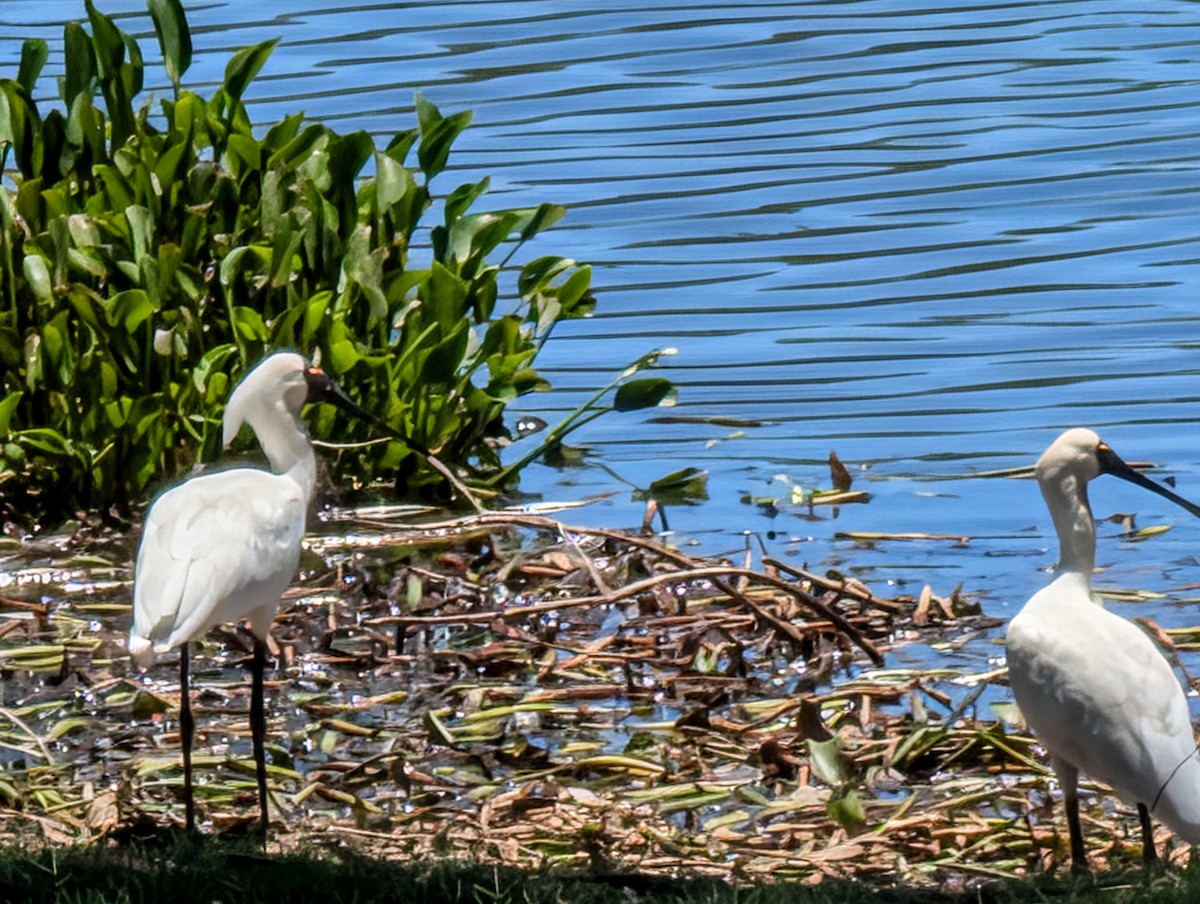 kongeskjestork - ML646436456