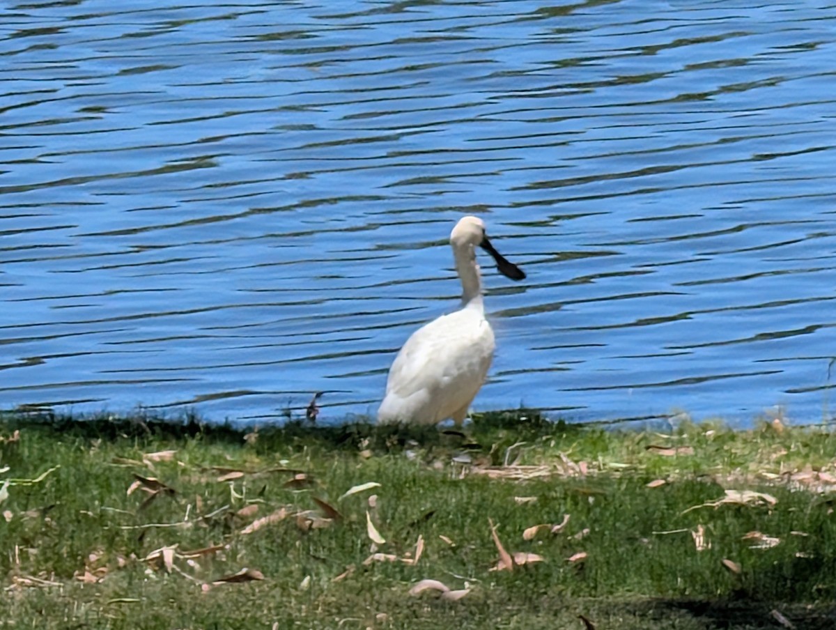 kongeskjestork - ML646436457