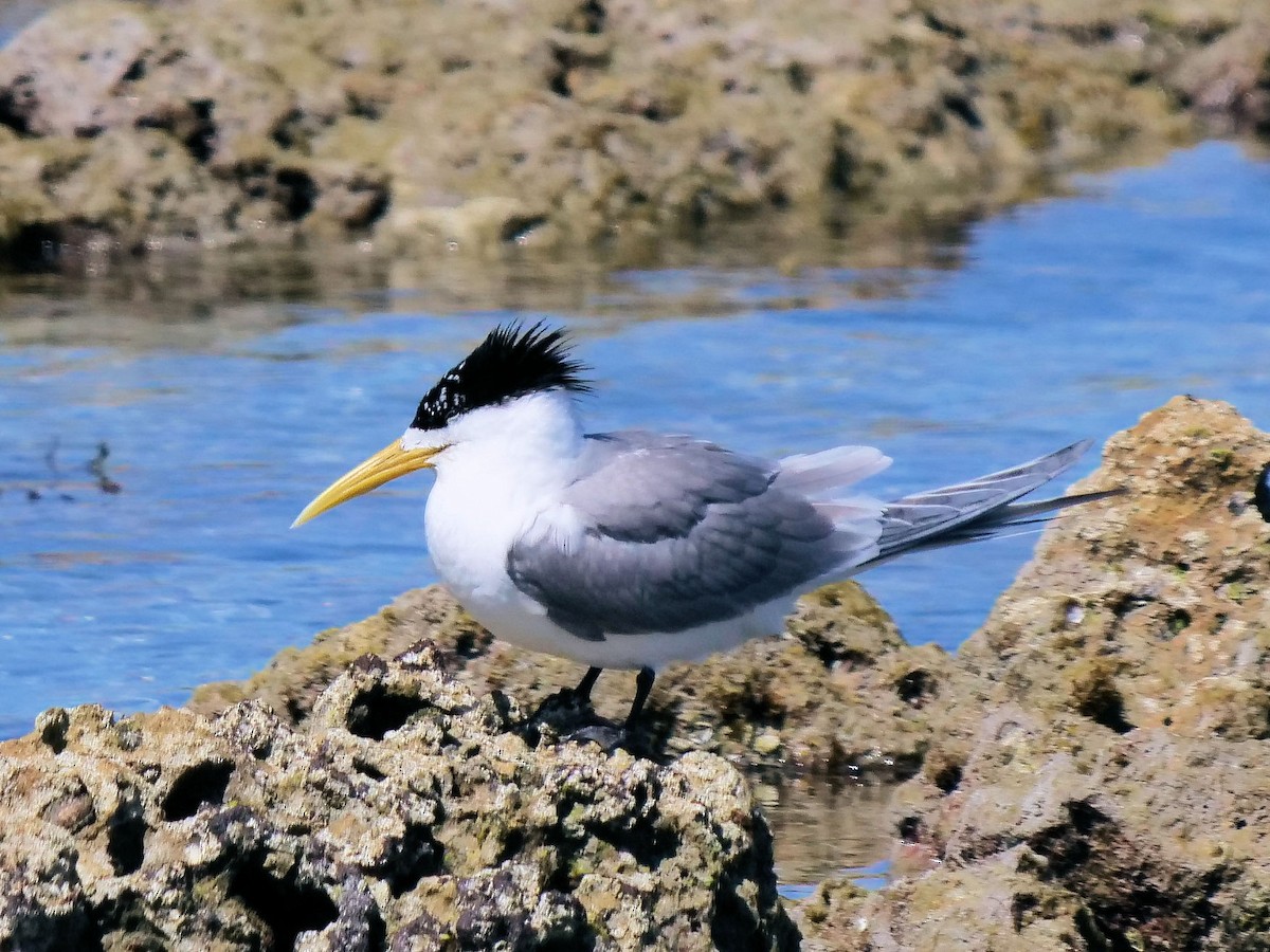 hinduterne - ML646436458