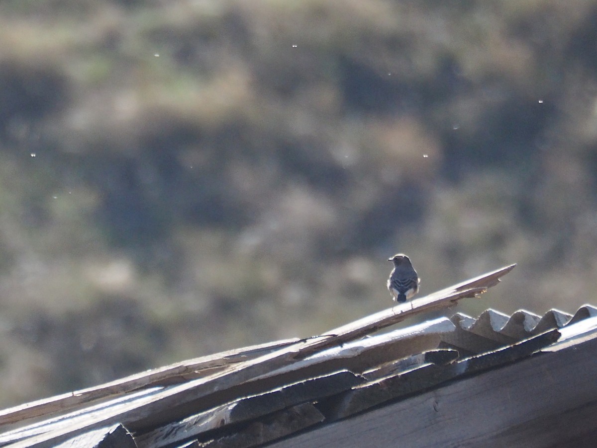 tyrkersteinskvett/svartstrupesteinskvett - ML646436459