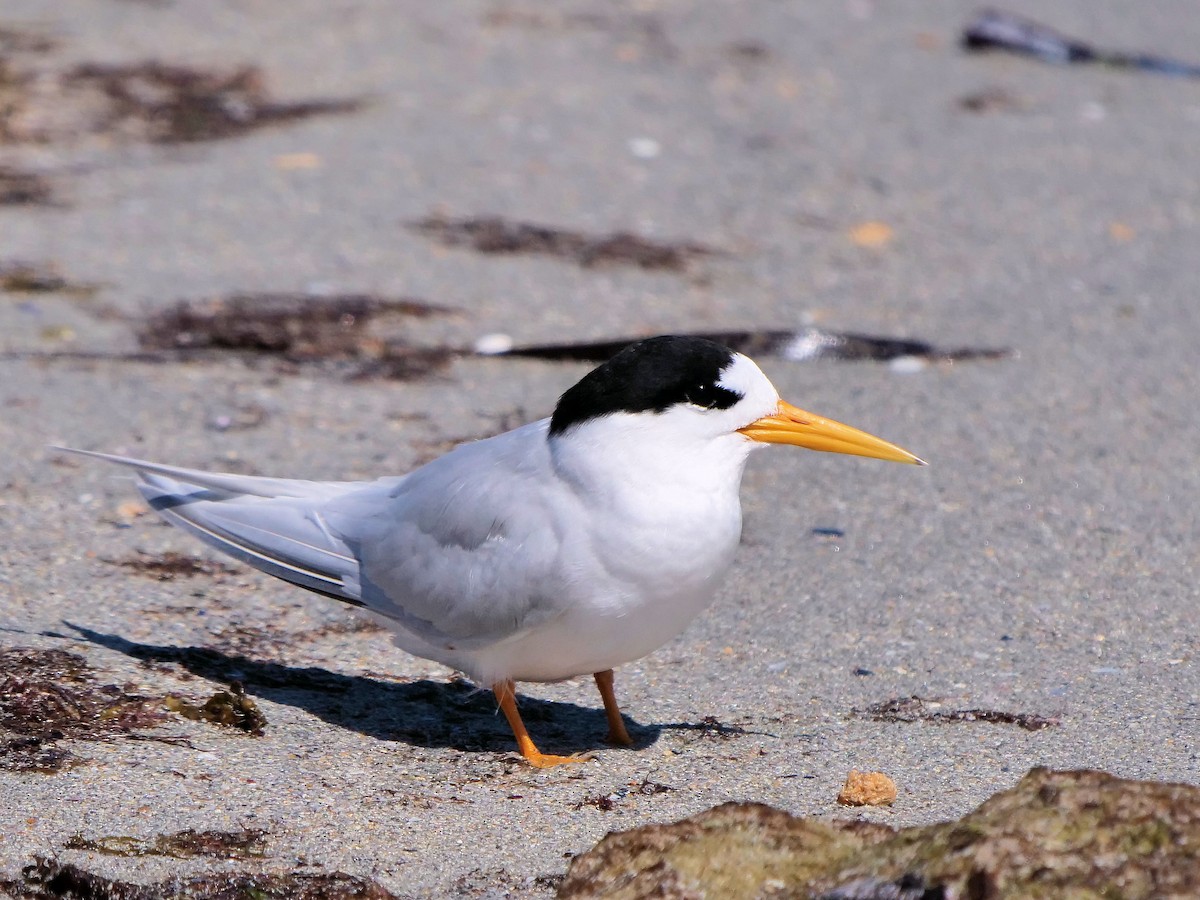 alveterne - ML646436460