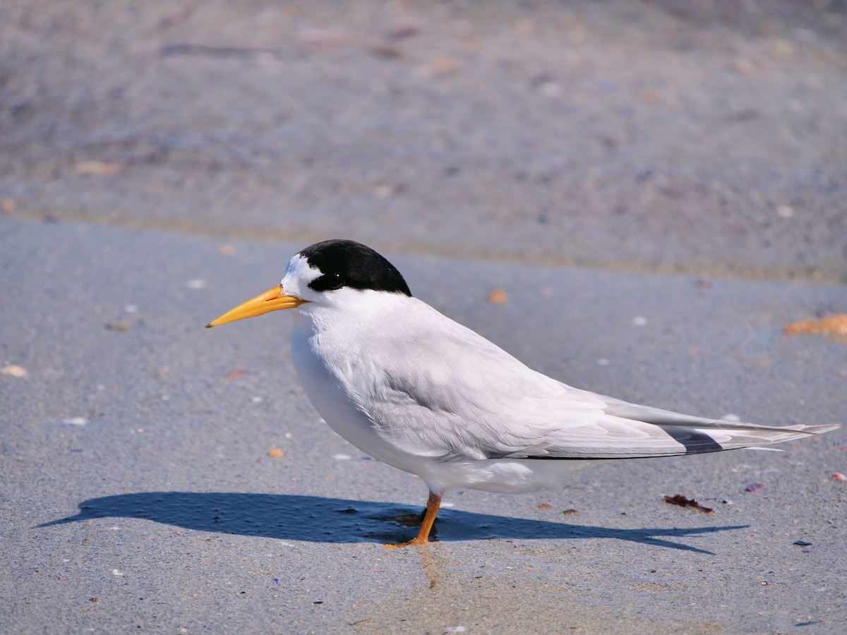 alveterne - ML646436461