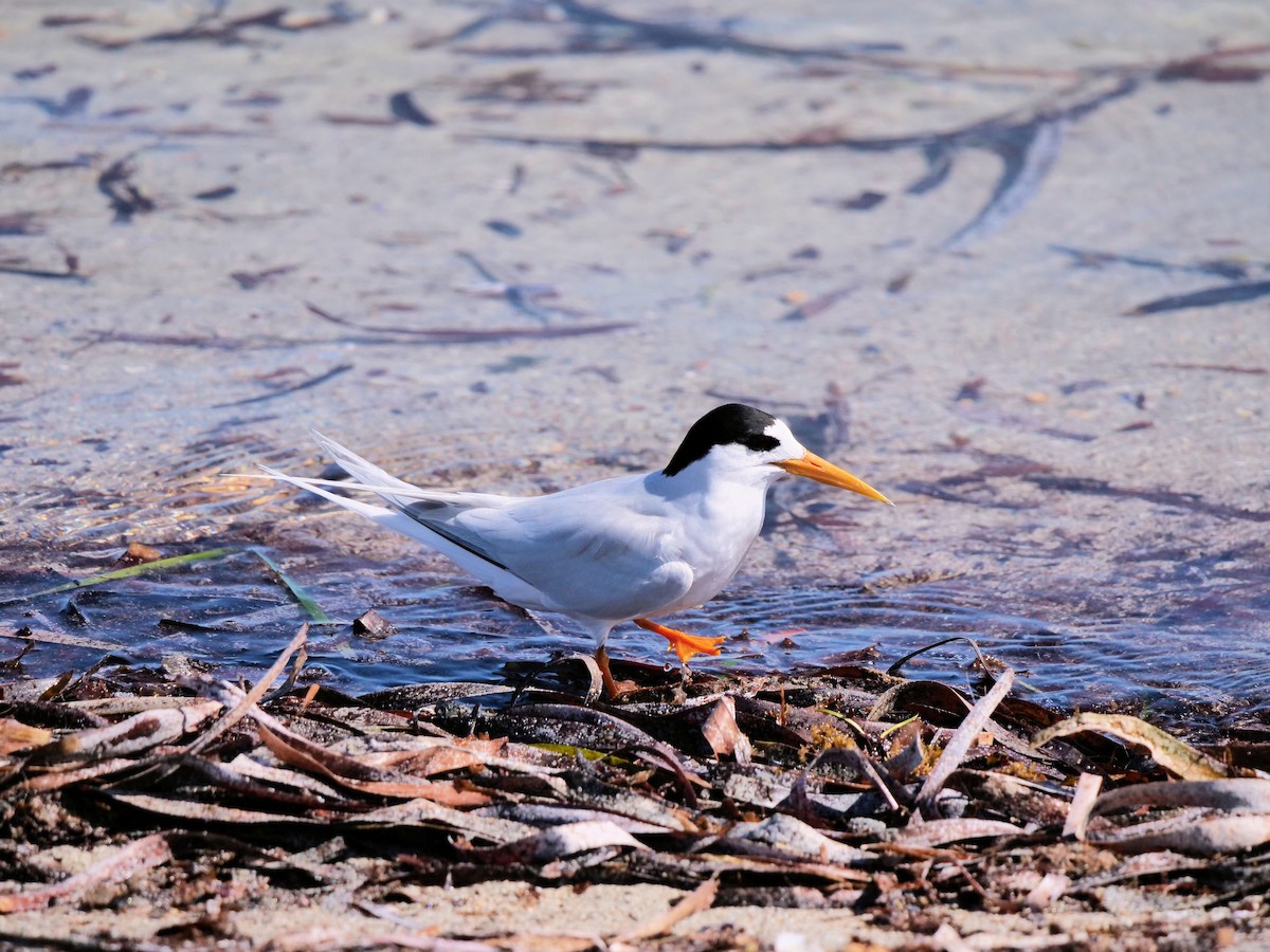 Charrancito Australiano - ML646436462