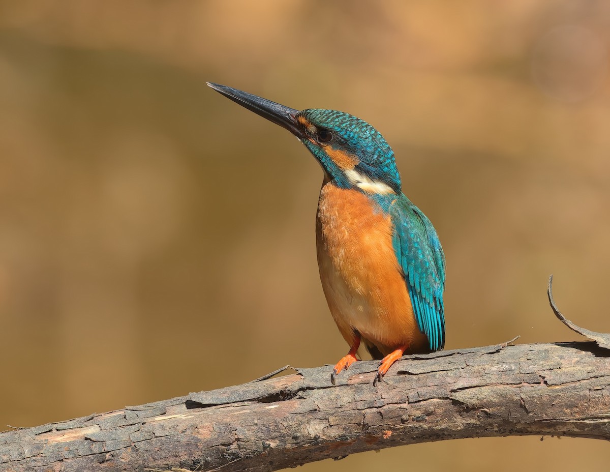 isfugl - ML646436463