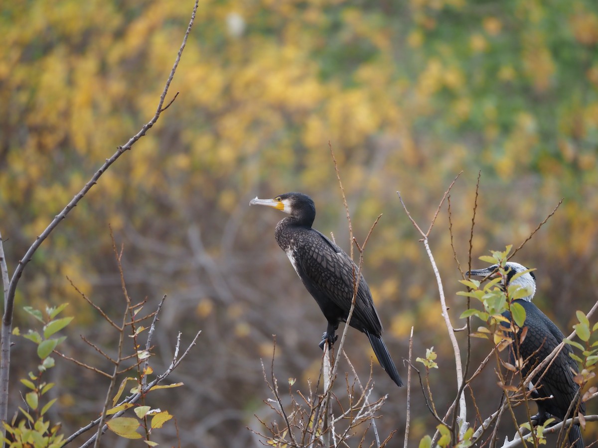 Great Cormorant - ML646436464