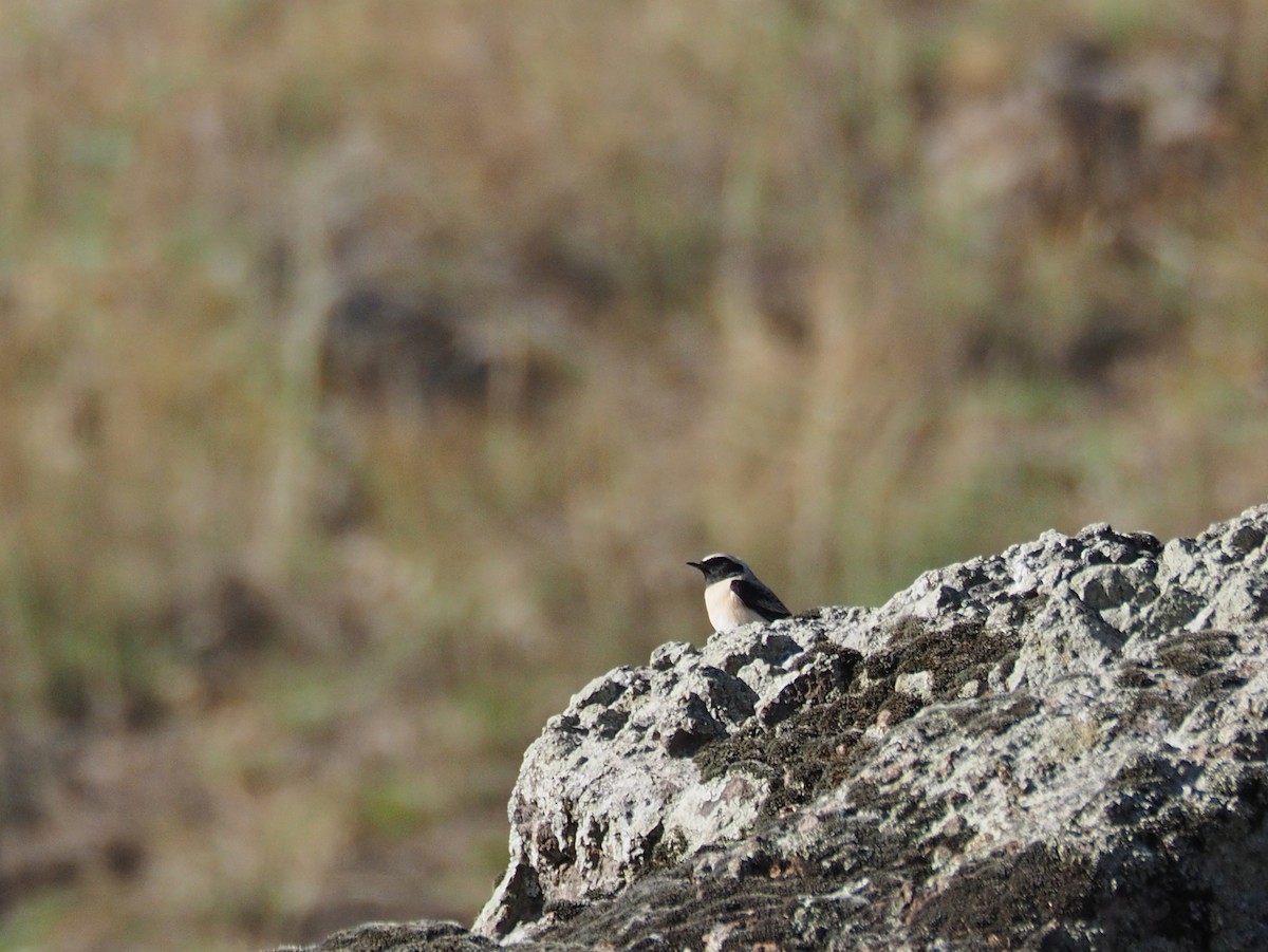 Collalba Rubia Oriental - ML646436465