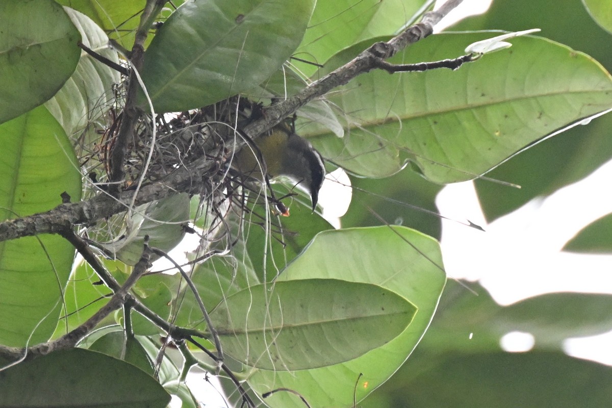 Platanero (Continental) - ML646436466