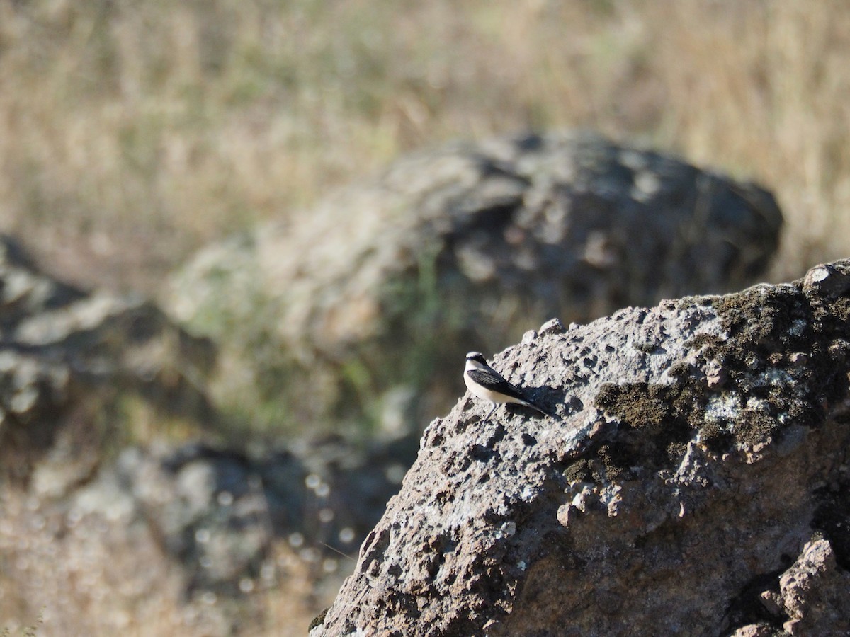 Collalba Rubia Oriental - ML646436467