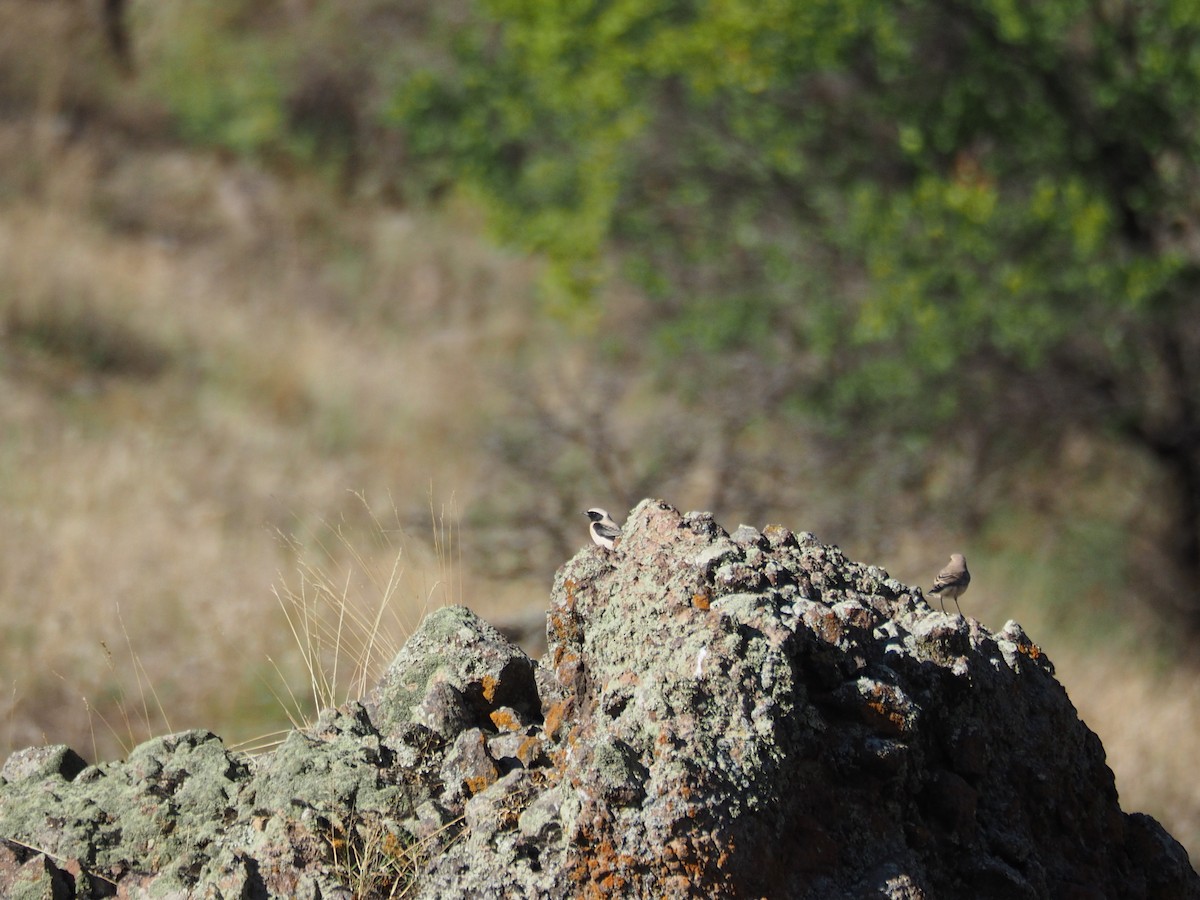 Collalba Rubia Oriental - ML646436468