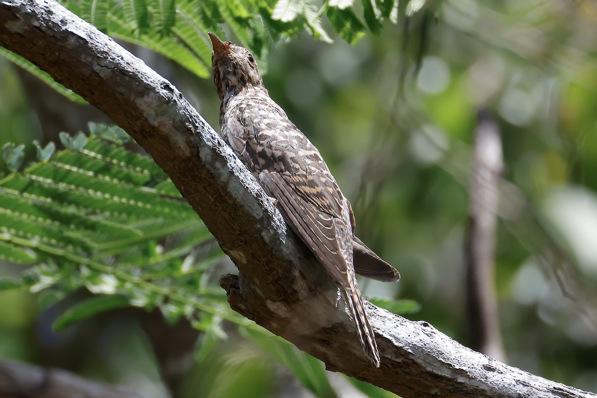 Cuco Varioloso - ML646436469