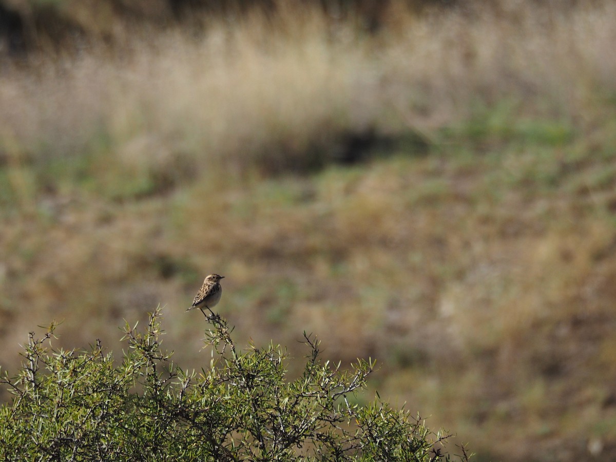Tarabilla Norteña - ML646436470