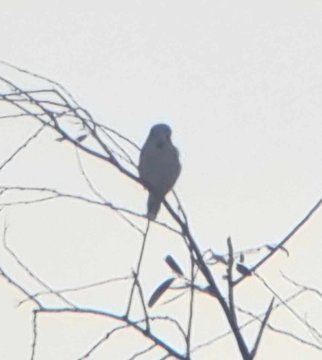 Picogordo Común - ML646436471