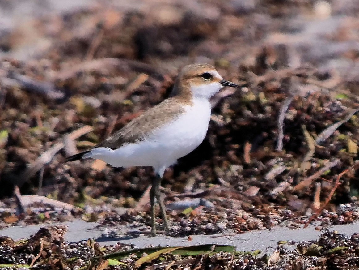 Chorlitejo Capirrojo - ML646436472