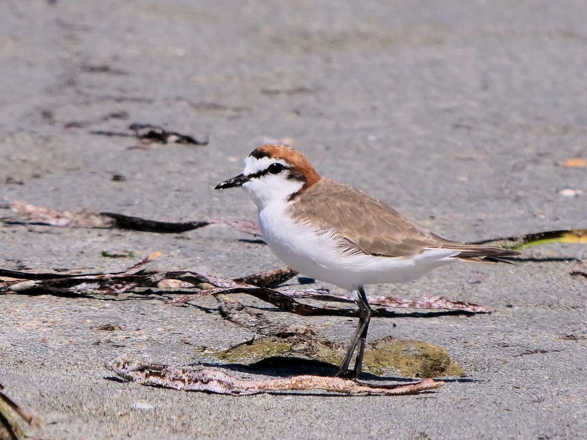 Chorlitejo Capirrojo - ML646436473