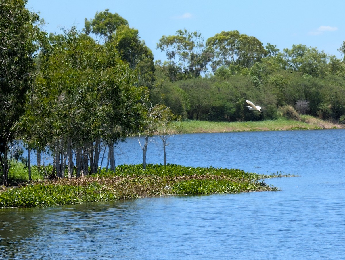 Garceta Grande - ML646436474