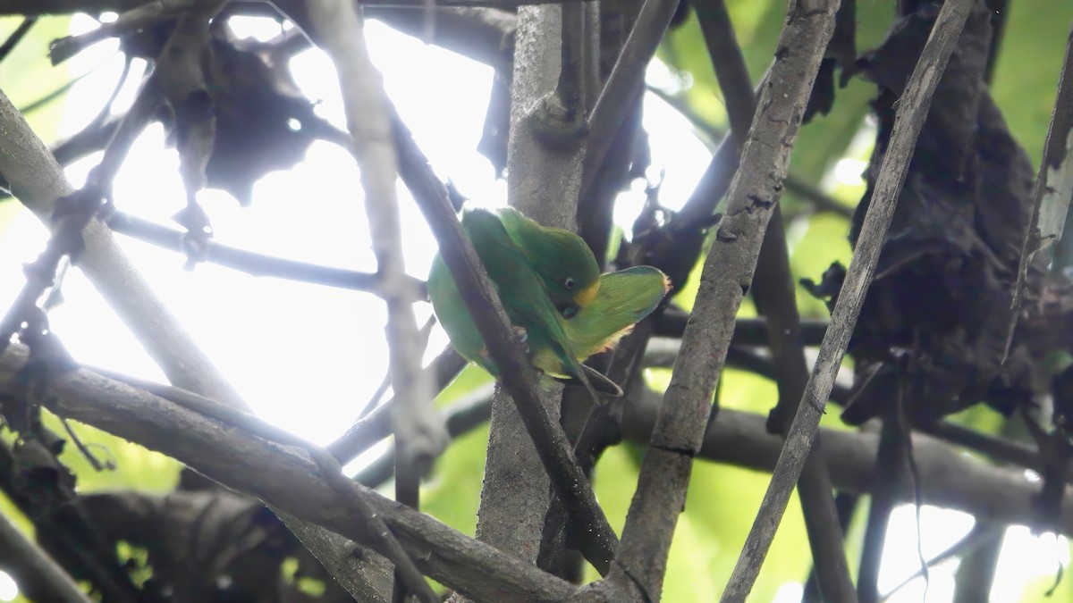 Lorículo Papú - ML646436475