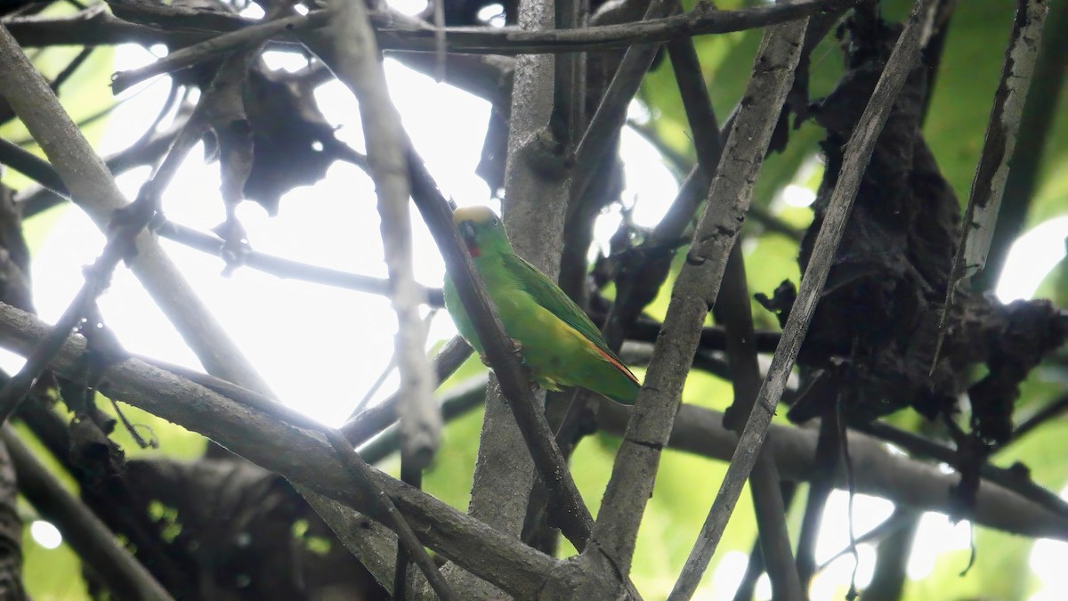 Lorículo Papú - ML646436476