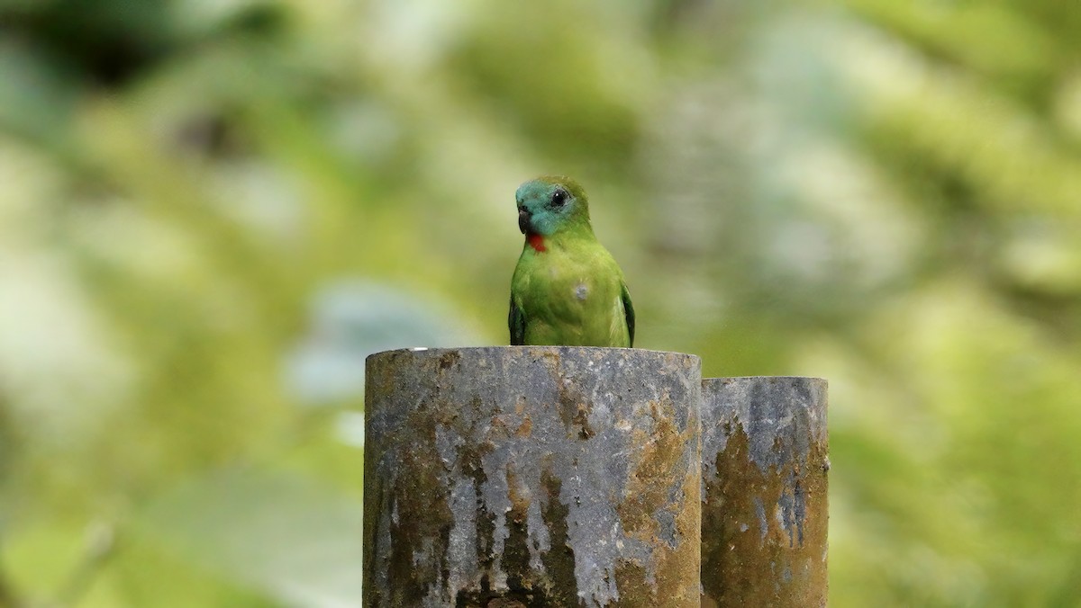 Lorículo Papú - ML646436477