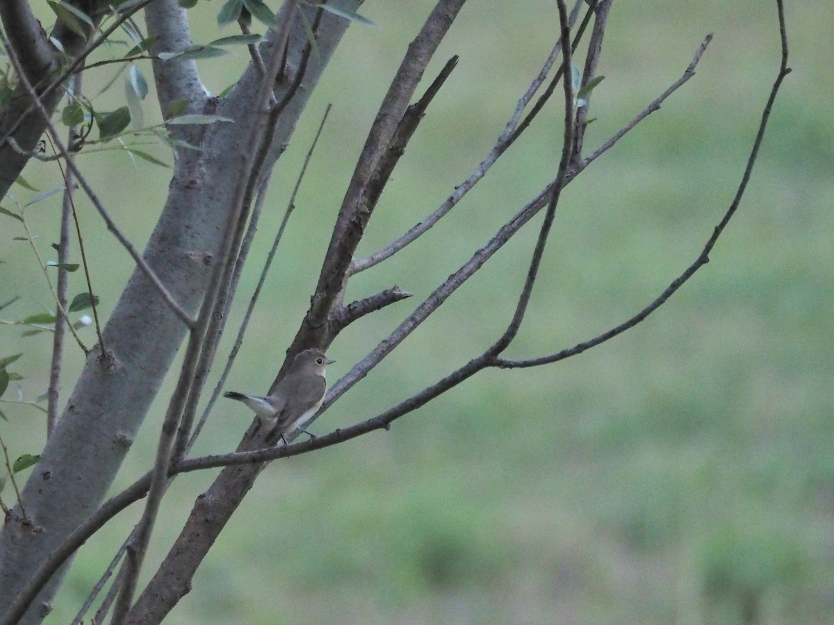 Papamoscas Papirrojo - ML646436478