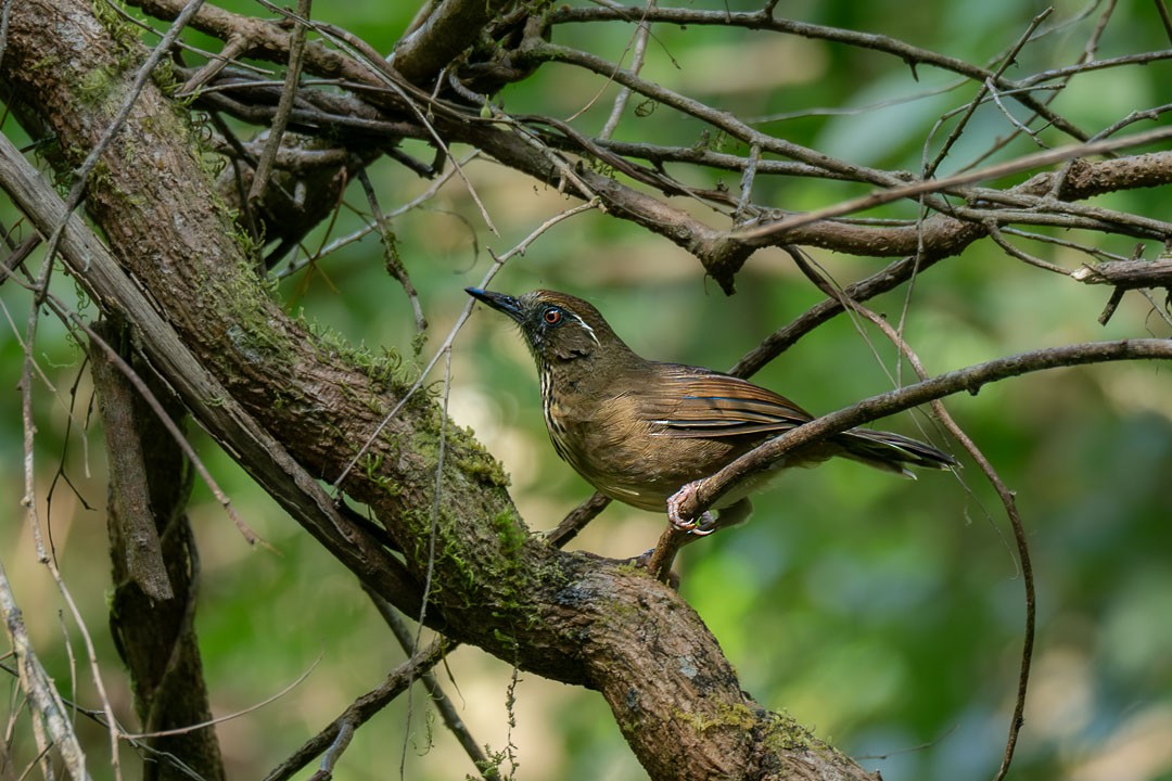 Charlatán Pechipinto - ML646436479