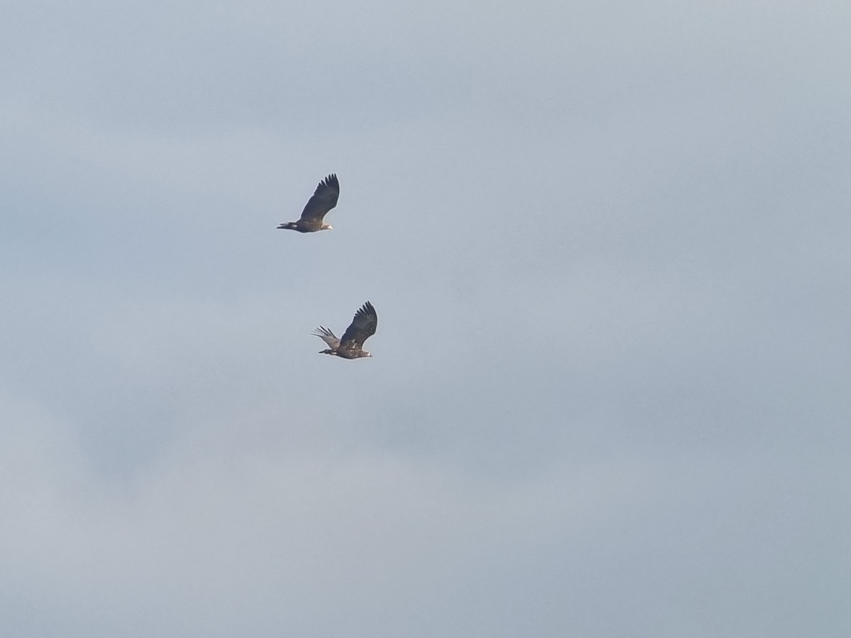 Pigargo Europeo - ML646436480