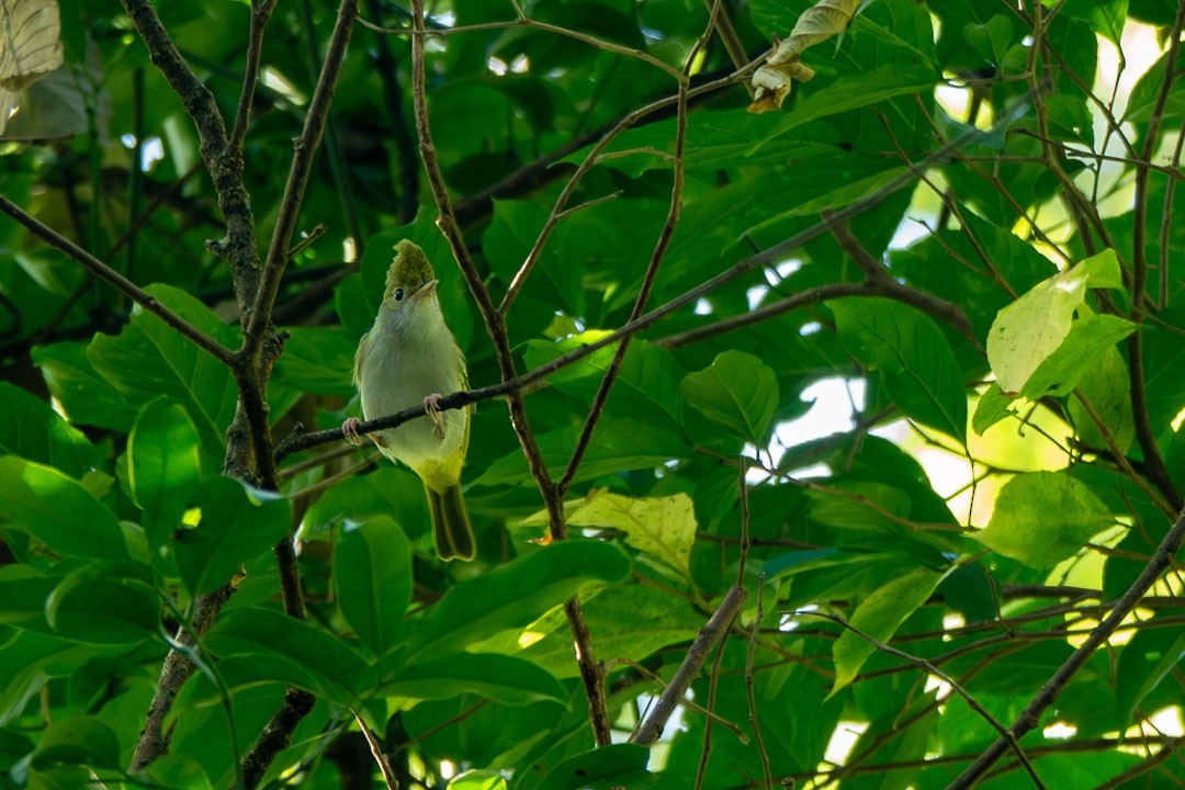 Yuhina Ventriblanca - ML646436481