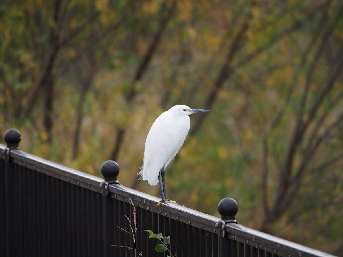 Garceta Común - ML646436482
