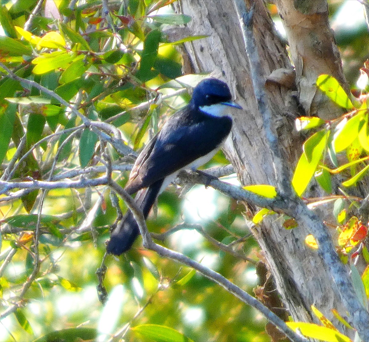 Monarca Inquieto - ML646436483