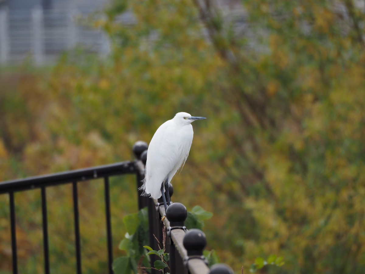 Garceta Común - ML646436485