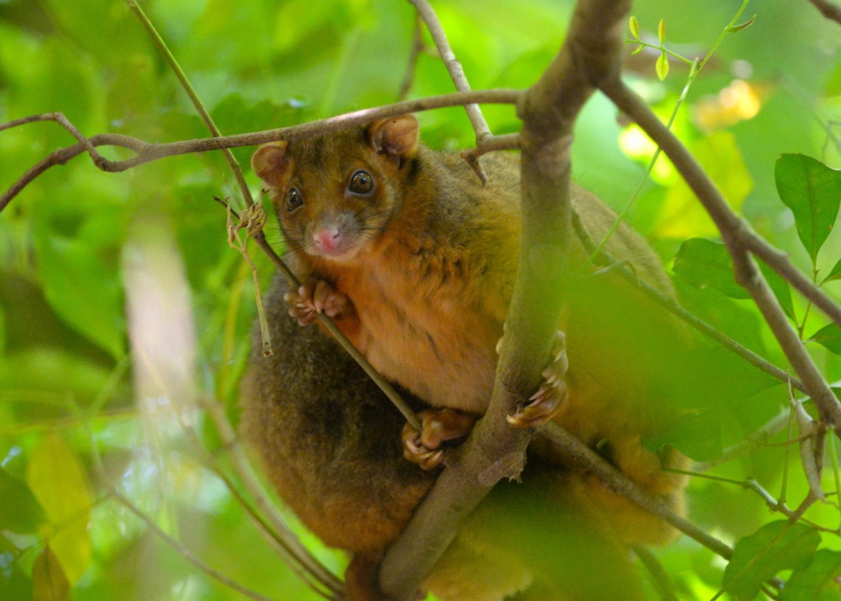 ハイイロリングテイル - ML646436487