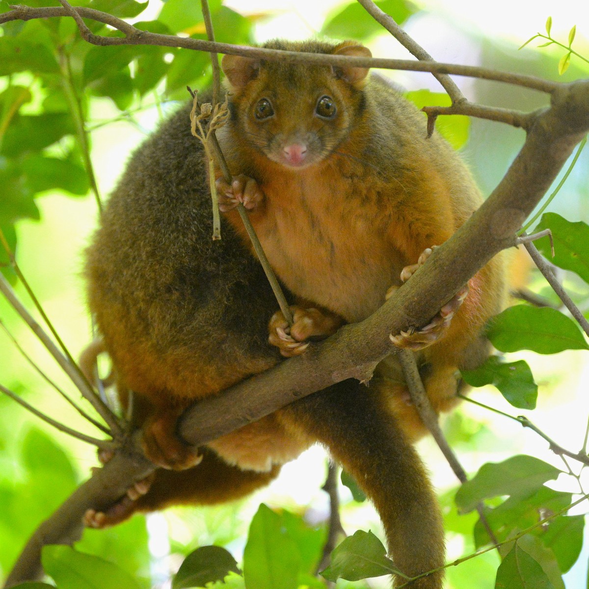 ハイイロリングテイル - ML646436488