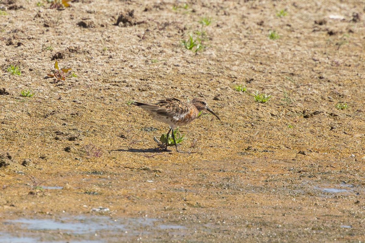 Correlimos Zarapitín - ML646436490