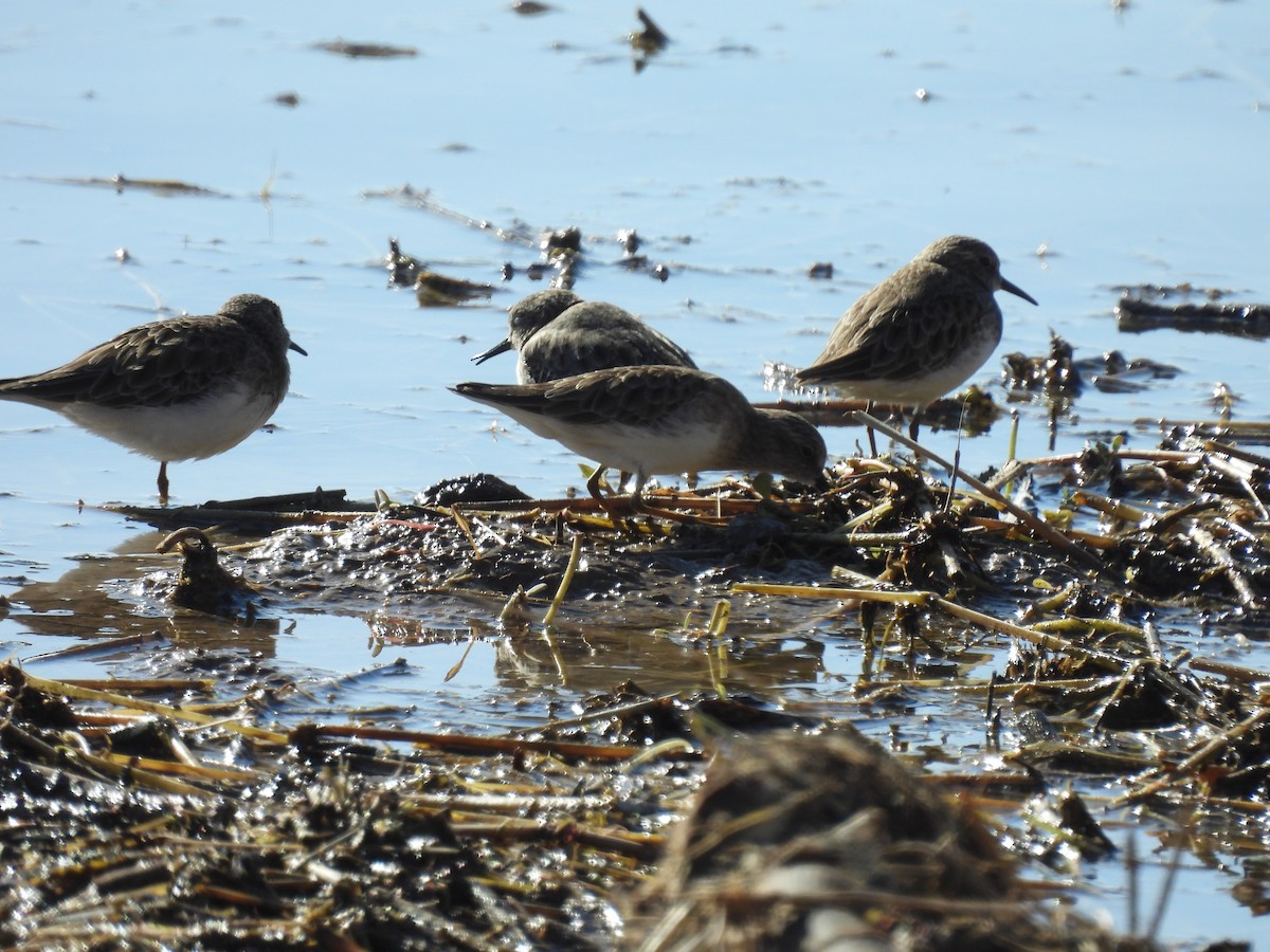 Correlimos Menudillo - ML646436491