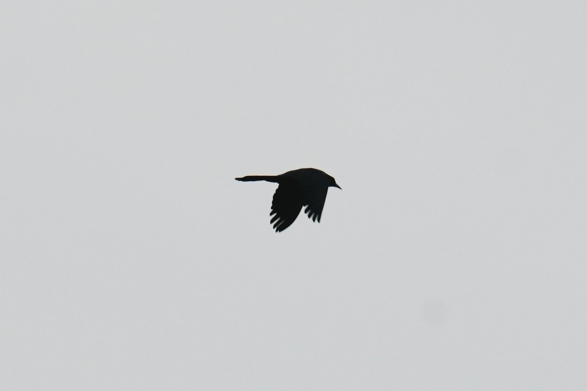 Zanate Mexicano (grupo mexicanus) - ML646436492