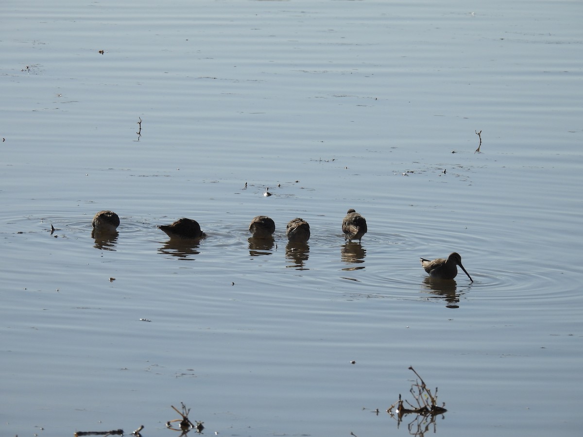 Agujeta Escolopácea - ML646436494