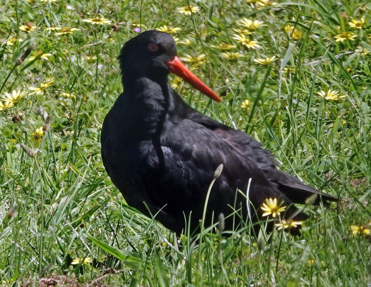 Ostrero Variable - ML646436496