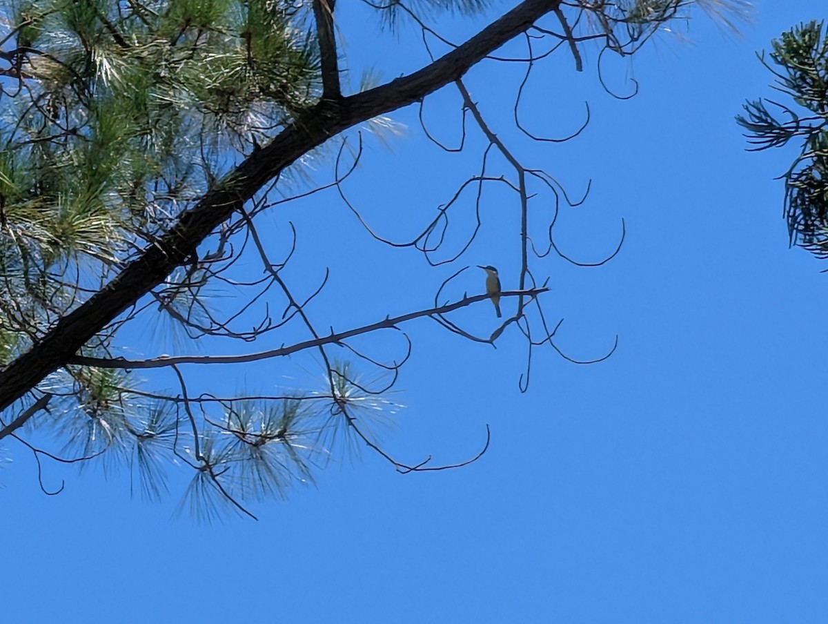 Alción Sagrado - ML646436497