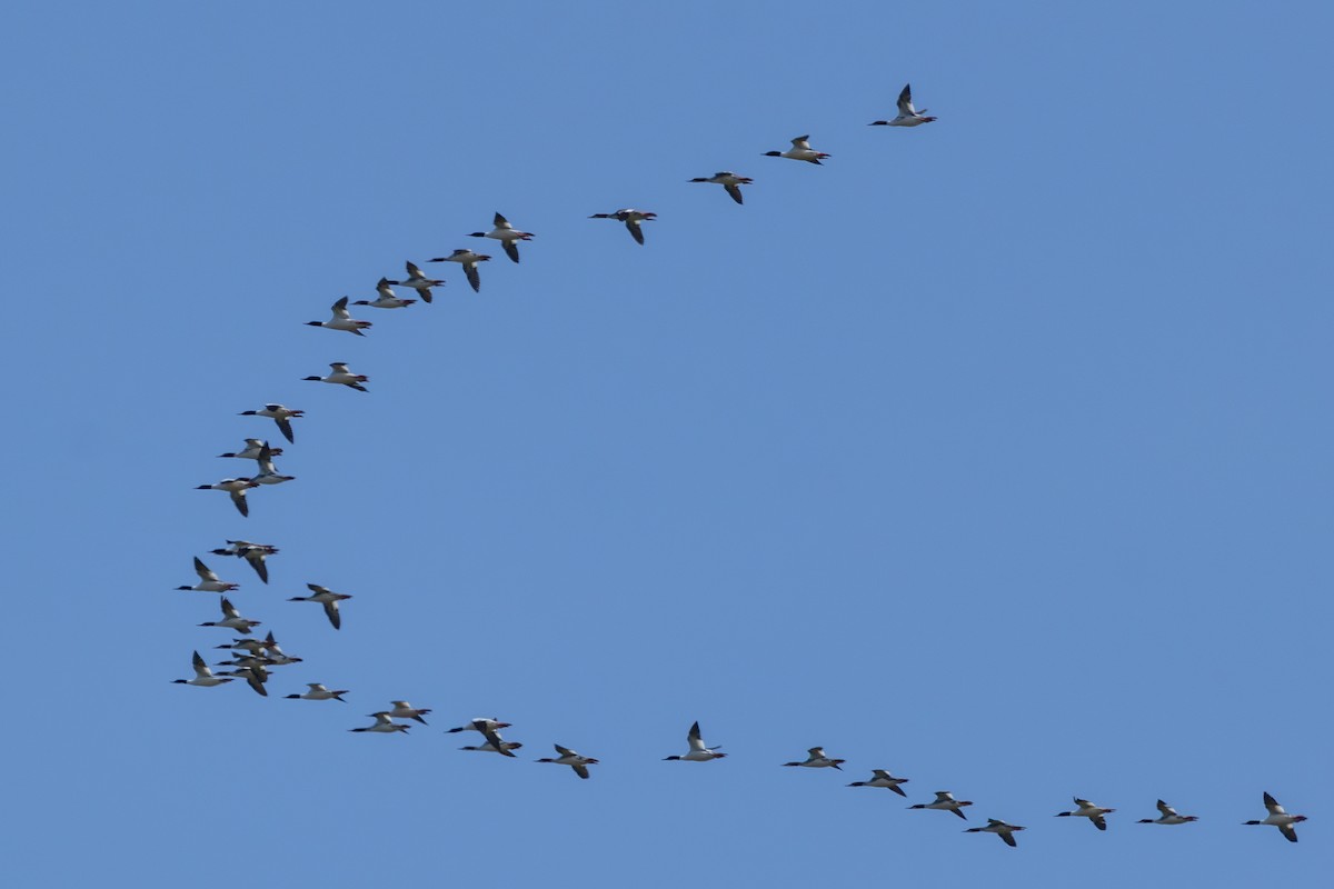 Serreta Grande - ML646436501