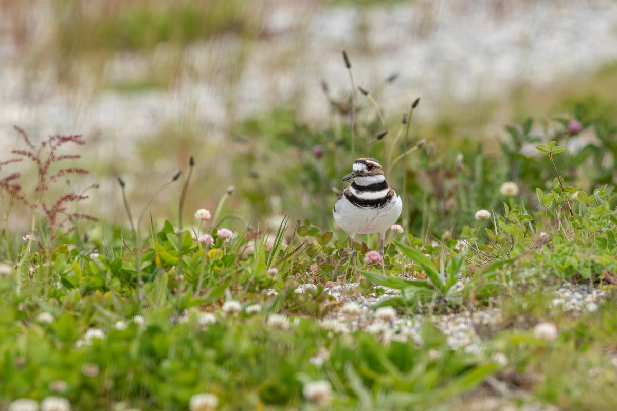 Killdeer - ML646436502