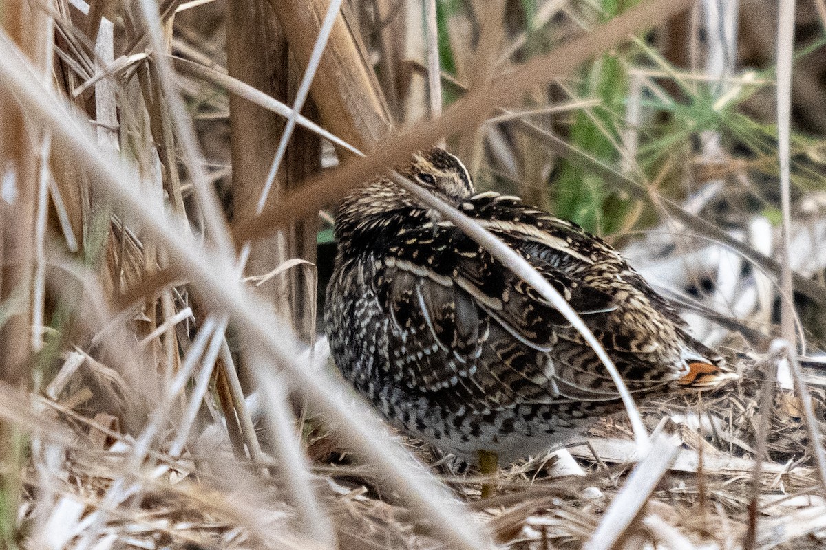 Wilson's Snipe - ML646436503