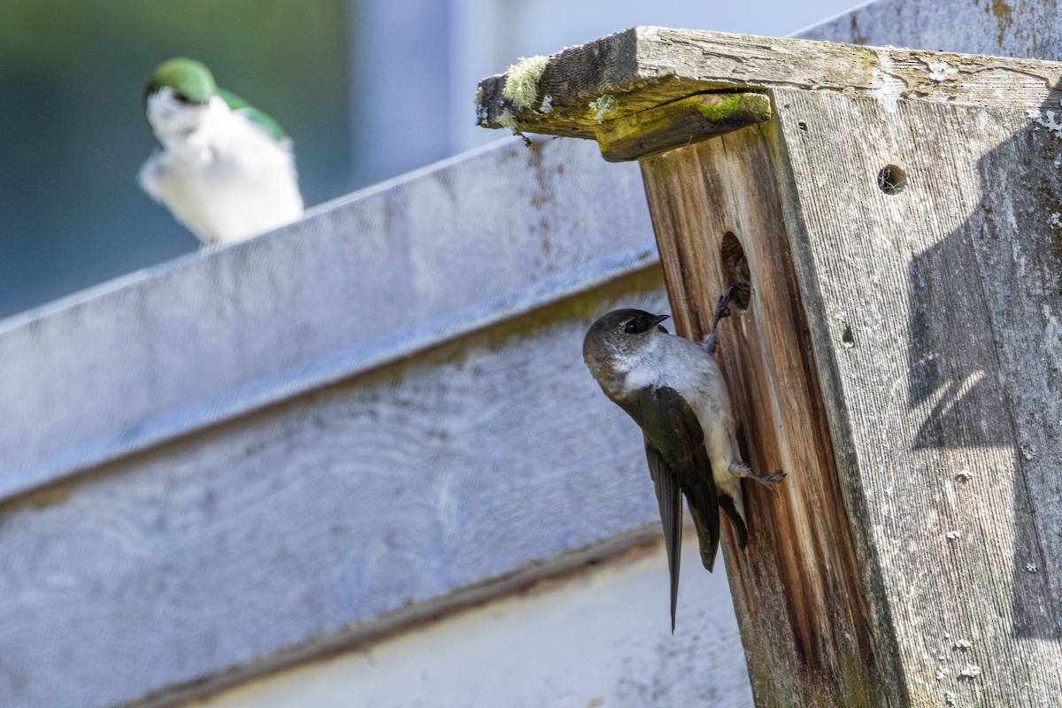 Violet-green Swallow - ML646436504