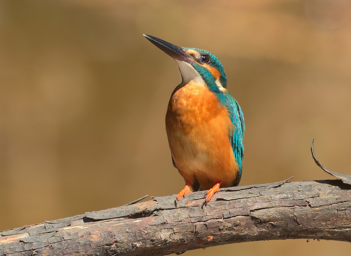 カワセミ - ML646436505