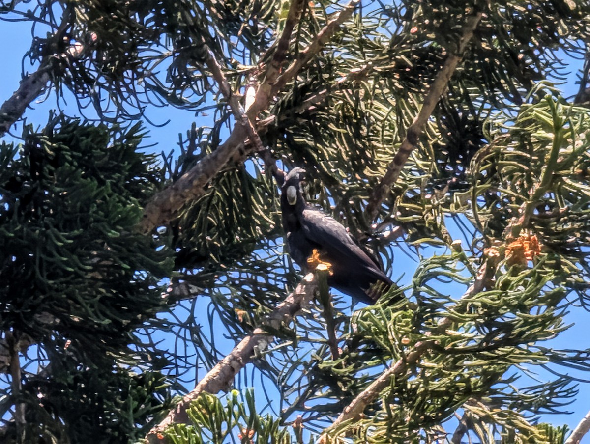Red-tailed Black-Cockatoo - ML646436506
