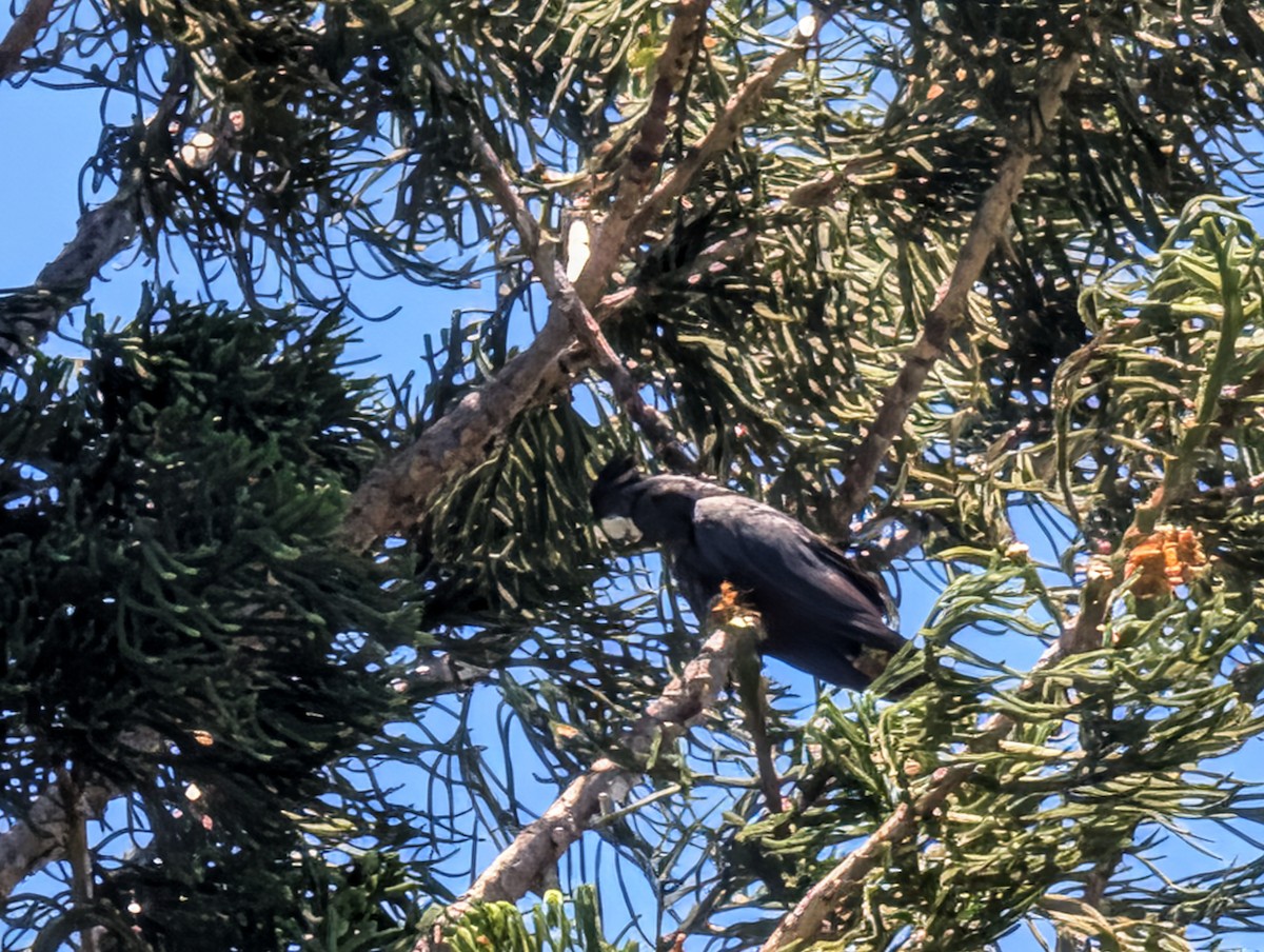 Red-tailed Black-Cockatoo - ML646436507