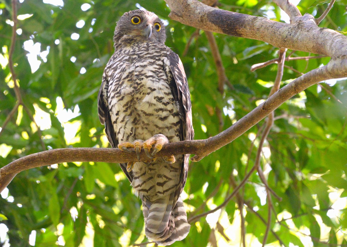 オニアオバズク - ML646436509