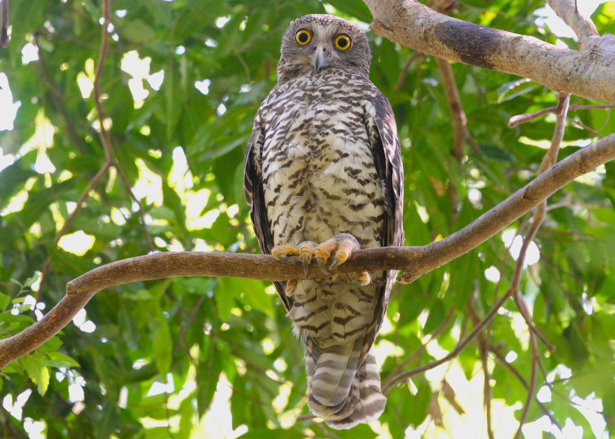 オニアオバズク - ML646436510