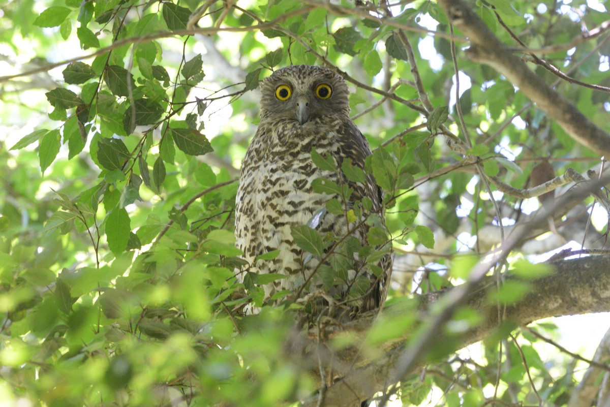 オニアオバズク - ML646436511